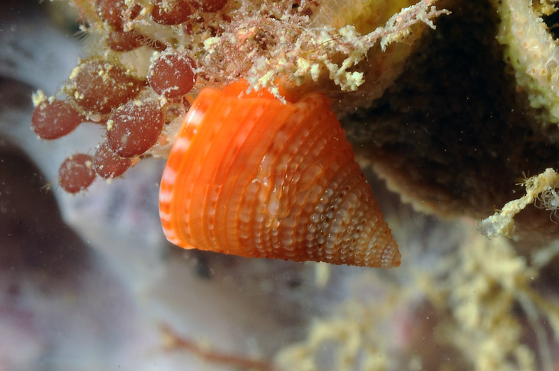 Calliostoma conulus